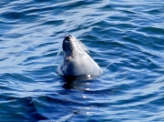 Grey Seal (Halichoerus grypus)