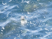 Grey Seal (Halichoerus grypus)