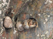 hermit crab species