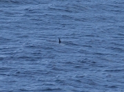 Ocean Sunfish (Mola mola)
