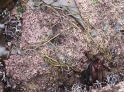 Thongweed (Himanthalia elongata)