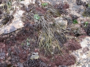 Thongweed (Himanthalia elongata)