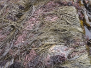 Thongweed (Himanthalia elongata)