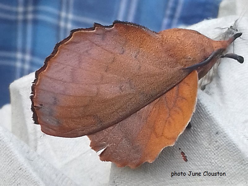 Lappet Moth (Gastropacha quercifolia) photo June Clouston