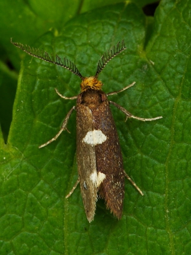 0130 Incurvaria masculella - male