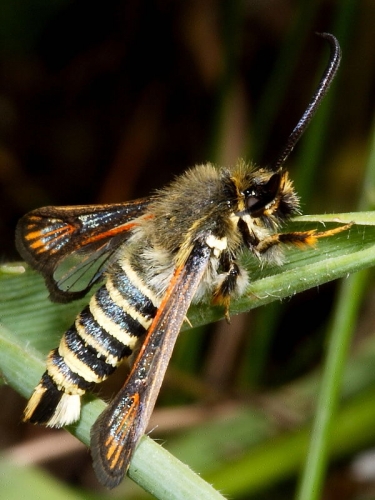 0382 Six-belted Clearwing (Bembecia ichneumoniformis)