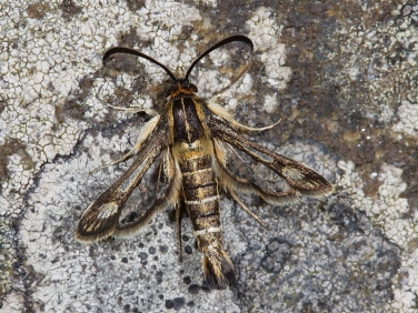 0383 Thrift Clearwing (Synansphecia muscaeformis)