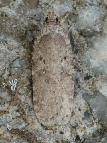 0688 Agonopterix heracliana