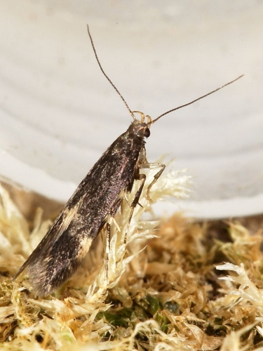 0731 Eulamprotes atrella