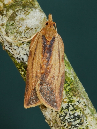 0998 Light Brown Apple Moth (Epiphyas postvittana)