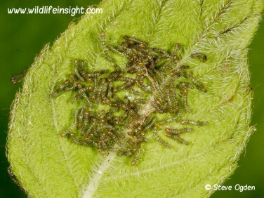 2160 Bright-line Brown-eye (Lacanobia oleracea) one day old caterpillars