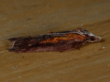 1054 Acleris cristana