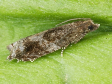 1159 Holly Tortrix (Rhopobota naevana)
