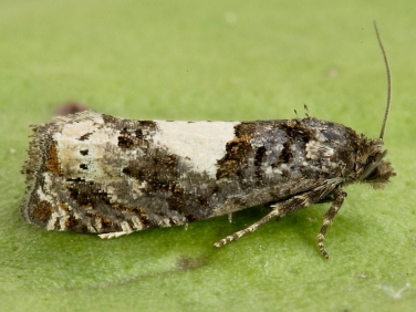 1184 Epiblema scutulana or cirsiana