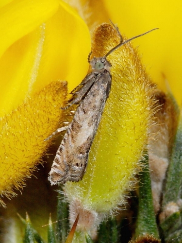 1255 Cydia ulicetana