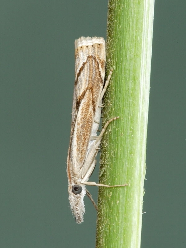 1309 Agriphila geniculea