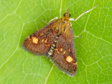 1361 Pyrausta aurata