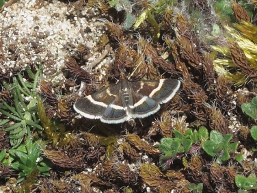 1367 Pyrausta cingulata