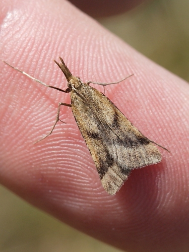 1414 Synaphe punctalis