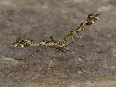 1498 Amblyptilia punctidactyla