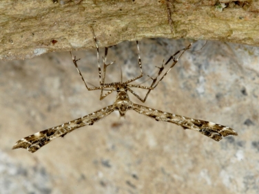 1498 Amblyptilia punctidactyla