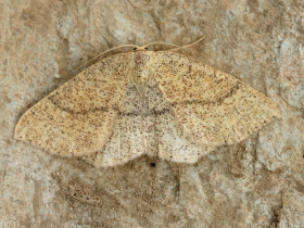 1678a Jersey Mocha (Cyclophora ruficiliaria)