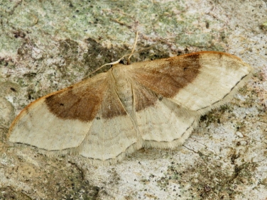 1714 Portland Ribbon Wave (Idaea degeneraria) - first generation