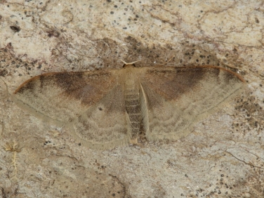 1714 Portland Ribbon Wave (Idaea degeneraria) - second generation