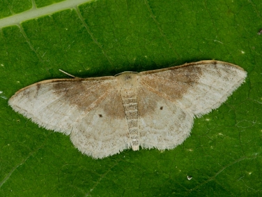 1714 Portland Ribbon Wave (Idaea degeneraria)