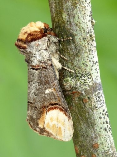 1994 Buff-tip (Phalera bucephala)