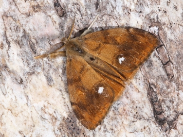 2026 The Vapourer (Orgyia antiqua) - male moth