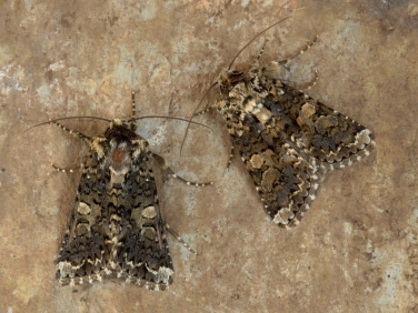 2171 Marbled Coronet (Hadena confusa)