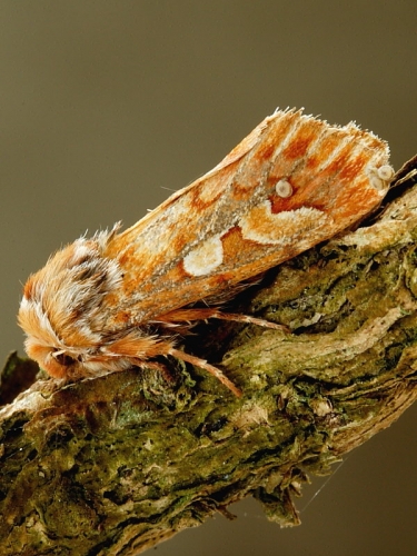 2179 Pine Beauty (Panolis flammea)