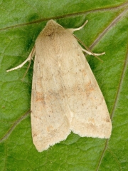 2189 Twin-spotted Quaker (Orthosia munda)