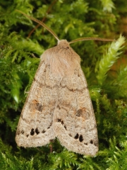 2189 Twin-spotted Quaker (Orthosia munda)