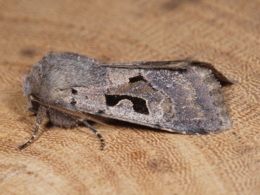 2190 Hebrew Character (Orthosia gothica)