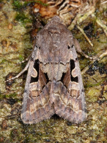 2190 Hebrew Character (Orthosia gothica)