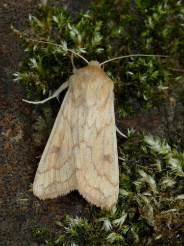 2195 The Delicate (Mythimna vitellina)