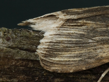 2214 Chamomile Shark (Cucullia chamomillae)