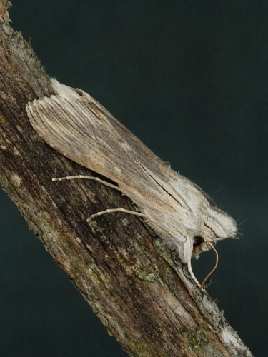 2214 Chamomile Shark (Cucullia chamomillae)