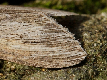 2216 The Shark (Cucullia umbratica) diagnostic markings