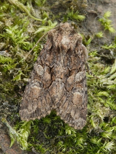 2248b Sombre Brocade (Dryobotodes tenebrosa)