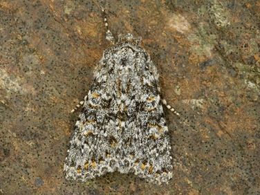 2252 Large Ranunculus (Polymixis flavicincta)