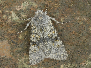 2253 Black-banded (Polymixis xanthomista)