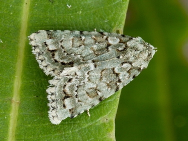 2295 Marbled Green (Cryphia muralis)