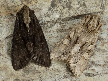 2321 Dark Arches (Apamea monoglypha)