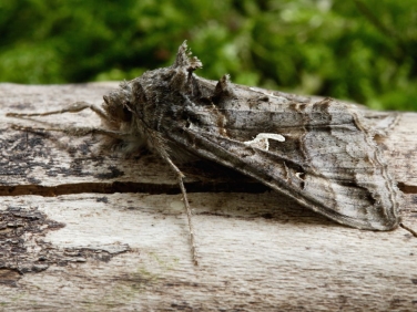 2441 Silver Y (Autographa gamma)