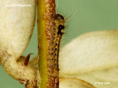 1640 1 day old Drinker Moth caterpillar on Cotoneaster