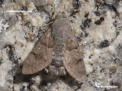 Hummingbird Hawkmoth on granite garden wall in Cornwall