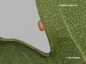 Developing egg of Jersey  Mocha  (Cyclophora ruficiliaria) - photo Steve Ogden